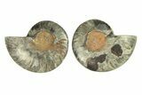 Cut & Polished Ammonite Fossil - Unusual Black Color #296270-1